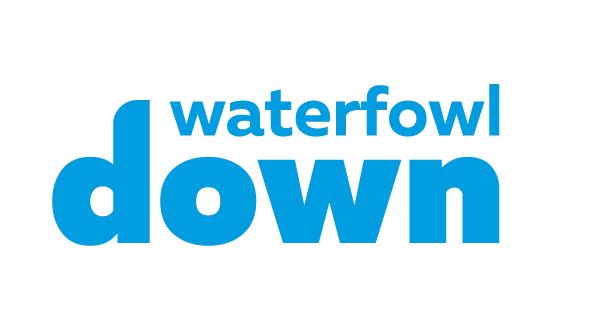 Waterfowl down Waterfowl down